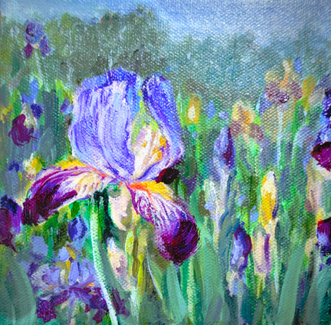 Eleanor Roosevelt Irises