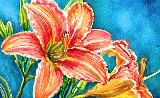 Daylily Splendor