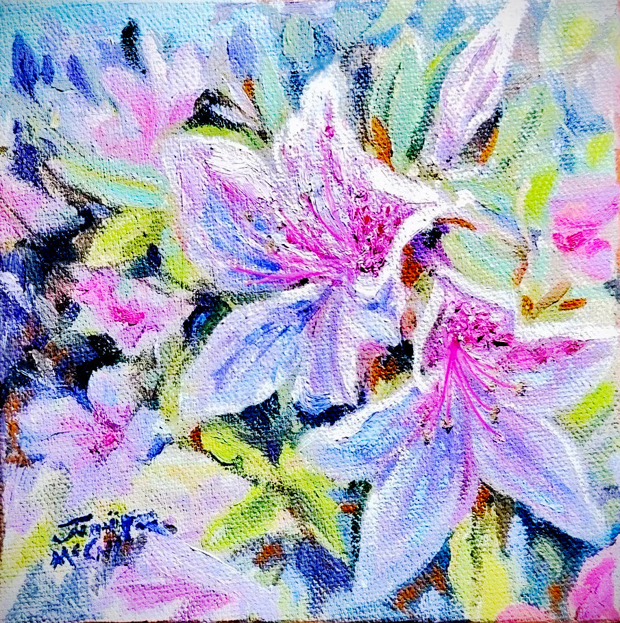 Azaleas at First Light